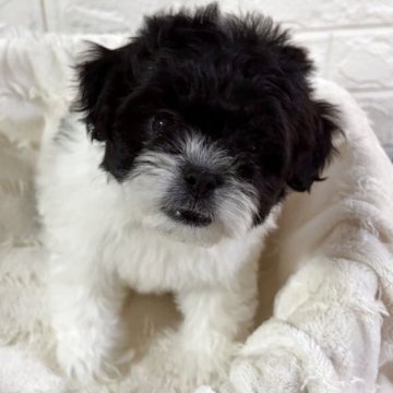 シーズー【熊本県・男の子・2025年10月16日・ブラック&ホワイト】の写真「男の子」
