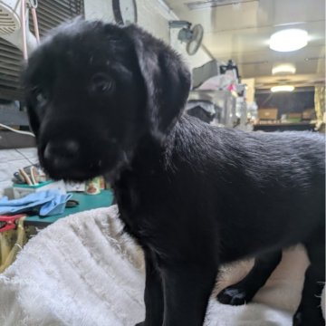 ラブラドゥードル(プードル×ラブラドールレトリバー)【熊本県・女の子・2024年11月30日・ブラック】の写真「色の黒い女の子」