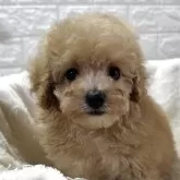 タイニープードル