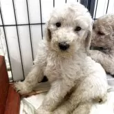 スタンダードプードル