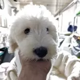 オールドイングリッシュシープドッグ