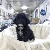 トイプードル(トイ)