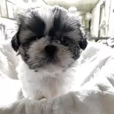 シーズー【熊本県・男の子・2025年10月21日・ホワイト&ゴールド】の写真1