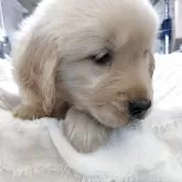 ゴールデンレトリバー【熊本県・男の子・2025年9月27日・ゴールデン】の写真1