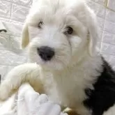 オールドイングリッシュシープドッグ