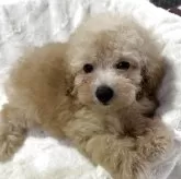 タイニープードル