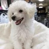 タイニープードル【熊本県・男の子・2025年6月24日・ホワイト】の写真2