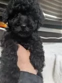 タイニープードル【熊本県・男の子・2024年12月13日・ブラック】の写真2