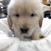 ゴールデンレトリバー【熊本県・男の子・2025年9月27日・ゴールデン】の写真2