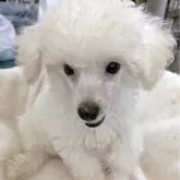 タイニープードル【熊本県・男の子・2025年6月24日・ホワイト】の写真4