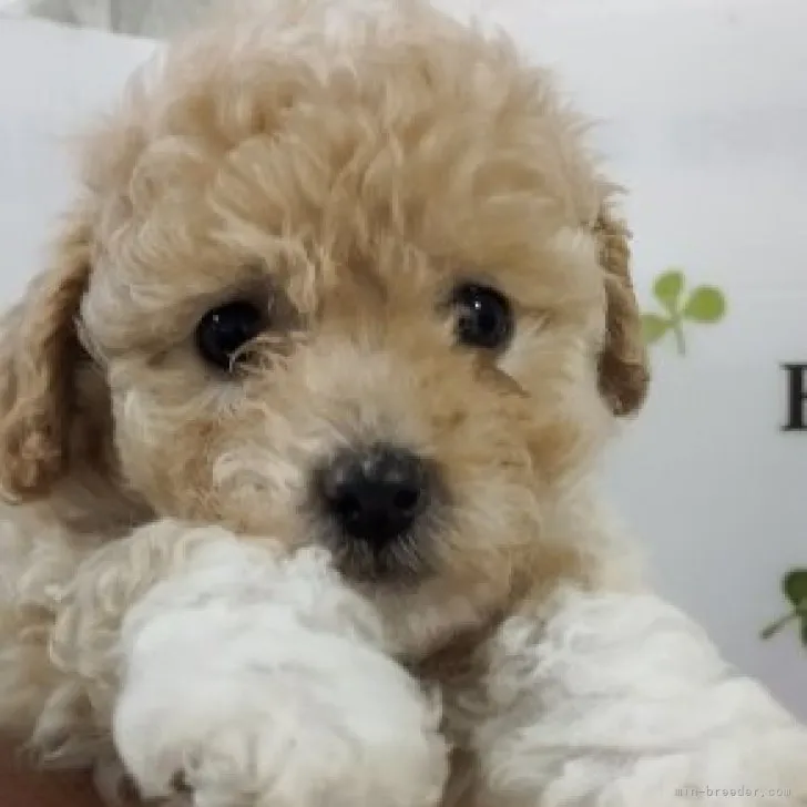 ID：2311-05635の子犬