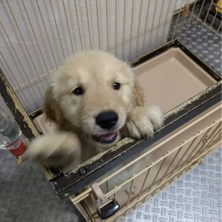 ID:2407-05123の子犬
