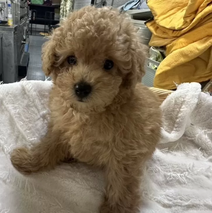 ID:2408-03273の子犬