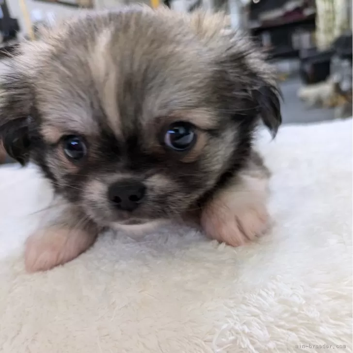 ID:2408-00993の子犬