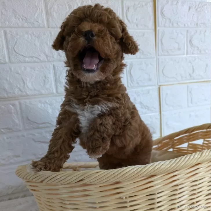 ID:2408-03260の子犬