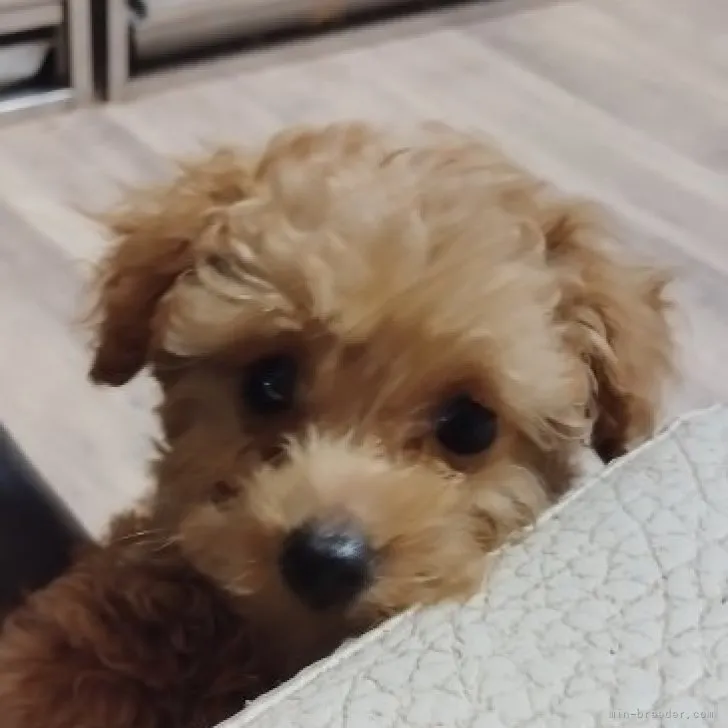 ID:2303-03181の子犬