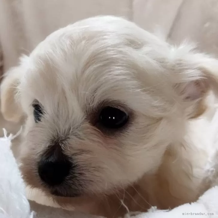 ID:2404-02646の子犬