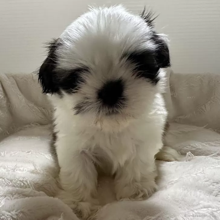 ID：2409-03902の子犬