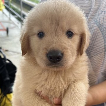ゴールデンレトリバー【熊本県・女の子・2024年5月16日・ゴールデン】の写真「かわいらしい女の子」