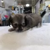 ミックス(ペキニーズ×チワワ)【熊本県・女の子・2024年6月8日・フォーン】の写真1