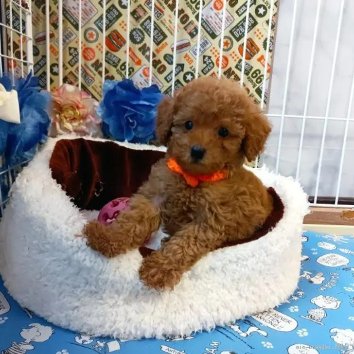 ID:2206-00231の子犬
