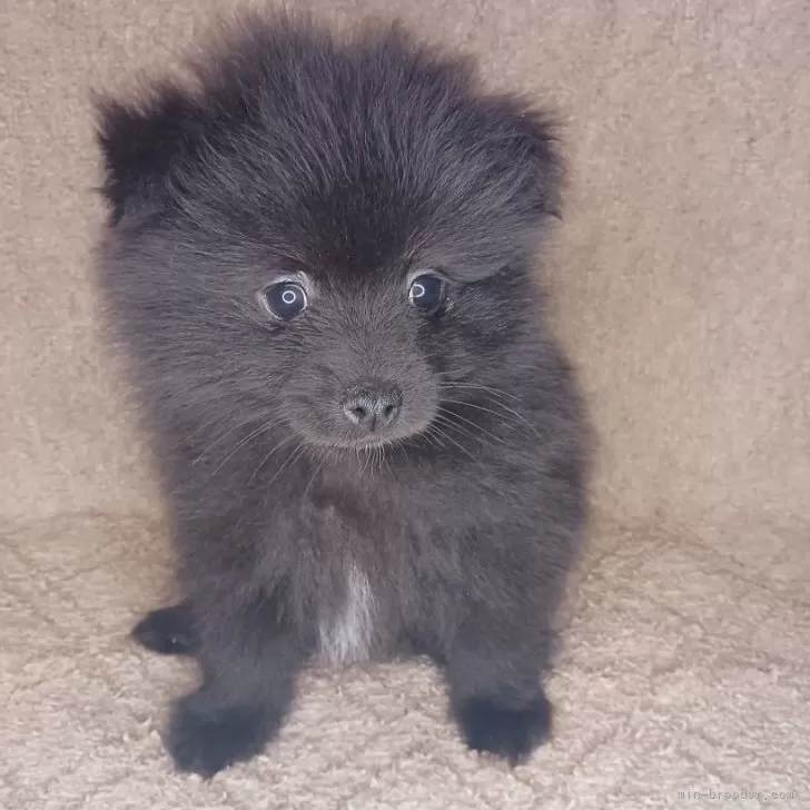 ID：2402-06968の子犬