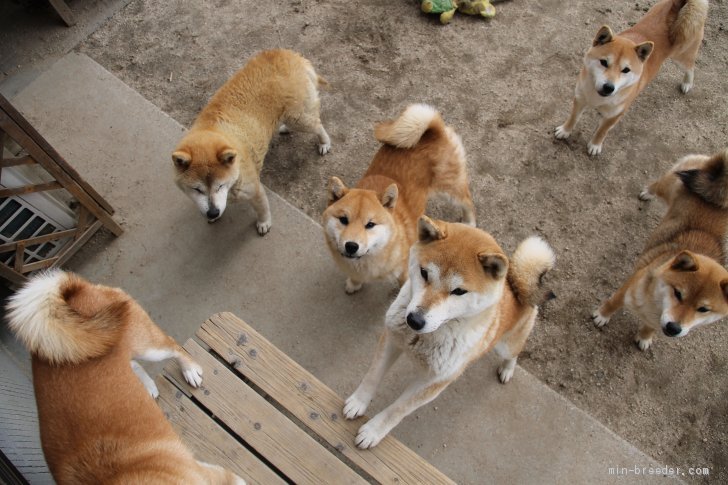 庭で遊ぶ様子｜中元　恵子(なかもと　けいこ)ブリーダー(愛知県・柴犬・日本犬保存会登録)の紹介写真3