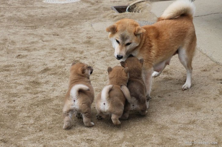 母犬と遊びます。｜中元　恵子(なかもと　けいこ)ブリーダー(愛知県・柴犬・日本犬保存会登録)の紹介写真5