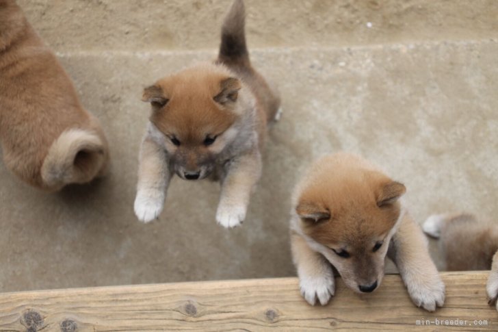 中元　恵子(なかもと　けいこ)ブリーダー(愛知県・柴犬・日本犬保存会登録)の紹介写真7