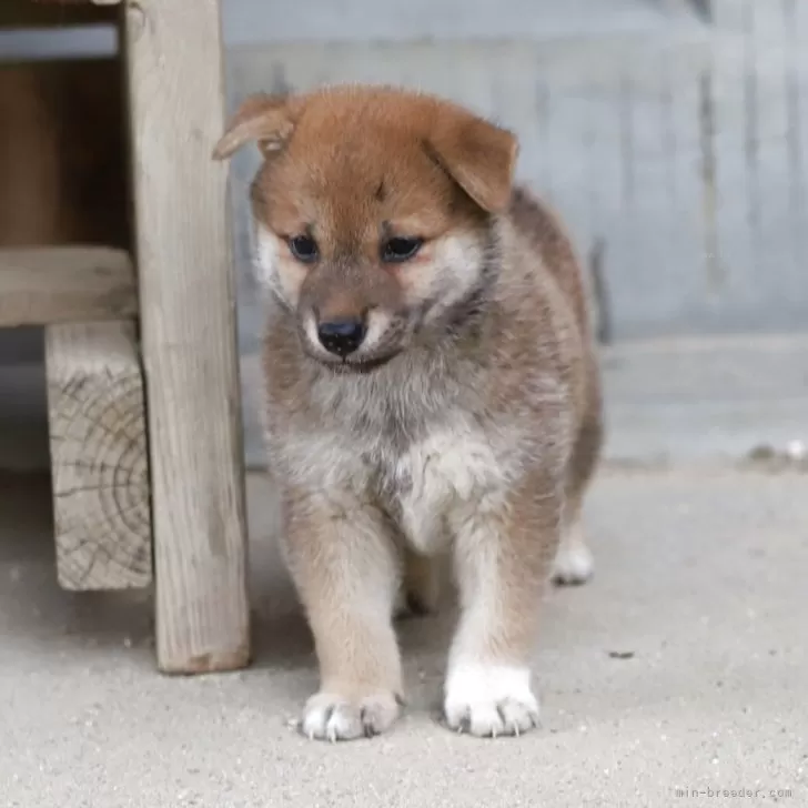 ID：2508-00867の子犬