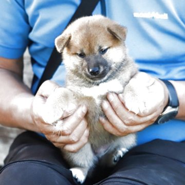 柴犬(標準サイズ)【愛知県・女の子・2025年6月25日・赤】の写真「明るく、元気な良い子です。」