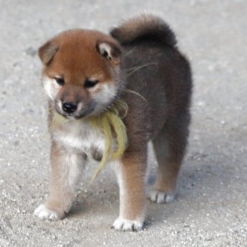柴犬(標準サイズ)【愛知県・女の子・2025年6月5日・赤】の写真「元気で物おじしません、かわいいお顔になると思います」