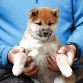 柴犬(標準サイズ)