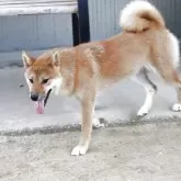 柴犬(標準サイズ)