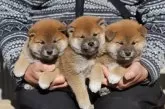 柴犬(標準サイズ)【愛知県・男の子・2024年12月20日・赤】の写真2「３兄弟です。この子は一番左の子です。」