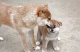 柴犬(標準サイズ)【愛知県・女の子・2024年12月23日・赤】の写真3「仔犬のお世話係りとして、とても子犬をかわいがります、優しいです。」