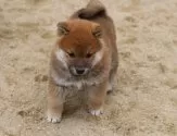 柴犬(標準サイズ)【愛知県・男の子・2024年12月20日・赤】の写真6