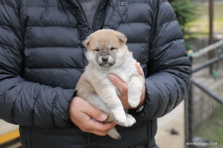 ID：1912-01096の子犬