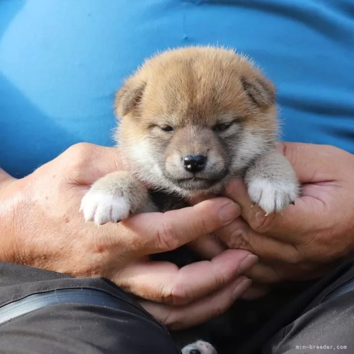 you 様のお迎えした子犬