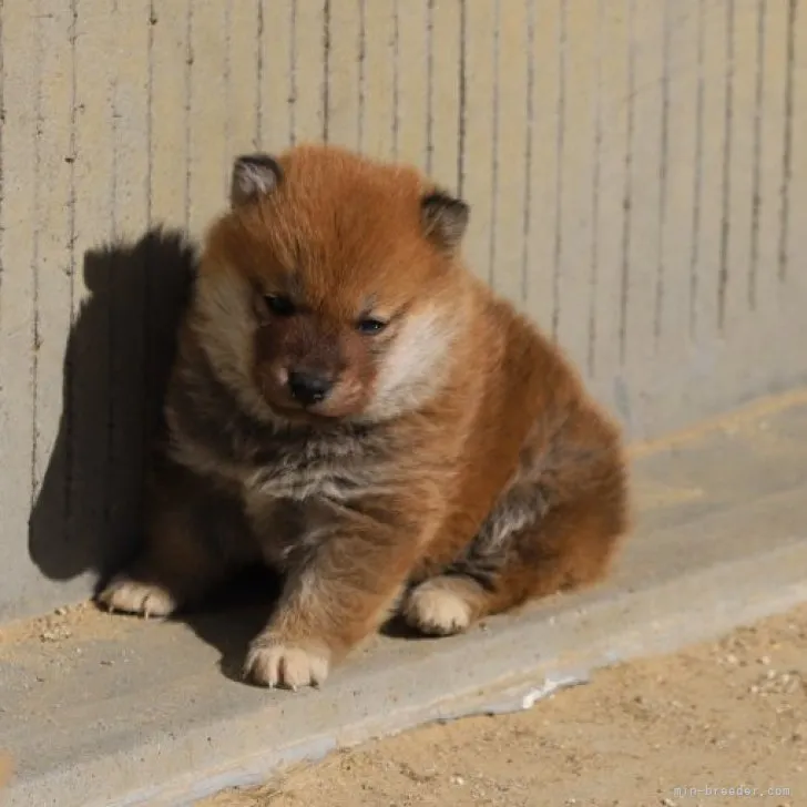 ID:2301-04799の子犬