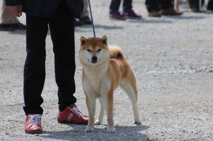 柴犬(標準サイズ)【・男の子・2015年4月16日・赤】「壮犬時」