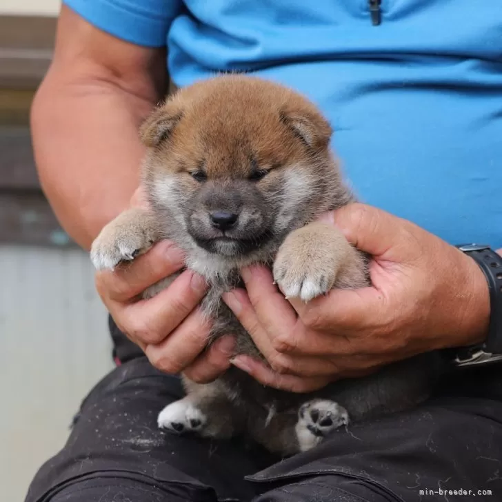 ID：2406-05095の子犬