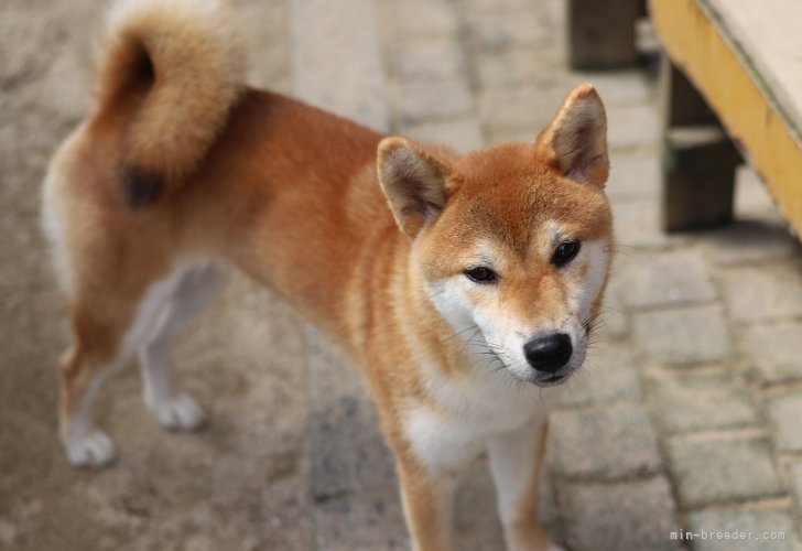柴犬(標準サイズ)【・女の子・2023年2月19日・赤】「綺麗な顔と毛色をしています」