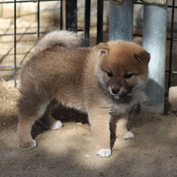 柴犬(標準サイズ)【愛知県・女の子・2023年10月4日・赤】の写真「元気で、おおらかな性格です。」