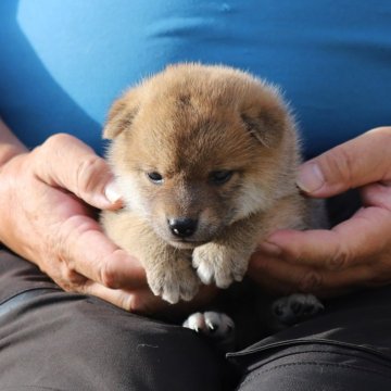 柴犬(標準サイズ)【愛知県・男の子・2024年6月13日・赤】の写真「小ぶりですが、食いしん坊です。」
