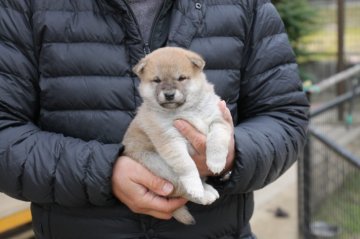 柴犬(標準サイズ)【愛知県・女の子・2019年11月2日・赤】の写真「少し小ぶりですが、とても元気な子です。」