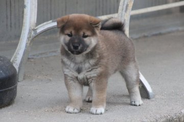 柴犬(標準サイズ)【愛知県・女の子・2021年10月2日・赤】の写真「少々小ぶりな黒マスクちゃんです。」