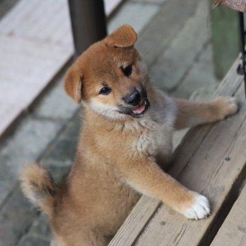 柴犬(標準サイズ)【愛知県・男の子・2024年5月24日・赤】の写真「聞き分けの良い明るい子です」