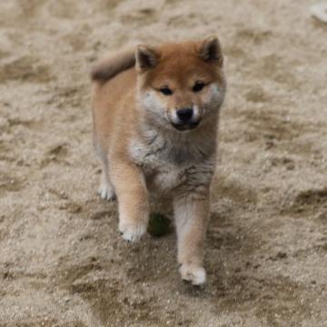 柴犬(標準サイズ)【愛知県・男の子・2022年10月20日・赤】の写真「コロコロの愛想の良い子です。」