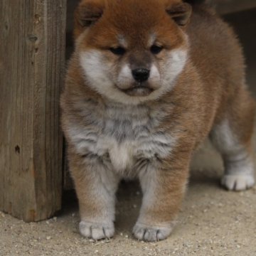 柴犬(標準サイズ)【愛知県・女の子・2022年12月19日・赤】の写真「少し小ぶりですが、ころころの元気な子です。綺麗なお」